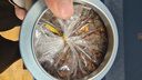 冬海紅昆侖雪菊花胎菊禮盒 父親節(jié)禮物新疆野菊花茶生地花草養(yǎng)生茶 曬單實(shí)拍圖