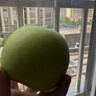 正宗安徽碭山青梨新鮮水果當(dāng)季現(xiàn)摘皮酥脆一號(hào)青梨皇酥梨雪梨整箱 3斤 【京東快遞】 曬單實(shí)拍圖