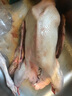 柒島大鵝生鮮整只鵝肉大白鵝老鵝新鮮農(nóng)家散養(yǎng)土鵝烤鵝煲湯紅燒批發(fā) 大鵝5-6斤/只 曬單實(shí)拍圖