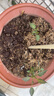 北蔬樟樹(shù)港辣椒苗種帶土秧苗活苗正宗辣椒樹(shù)苗湖南四季蔬菜苗農科院 正宗北蔬樟樹(shù)港辣椒苗12棵+肥50g 曬單實(shí)拍圖