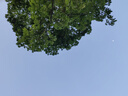 尼康（Nikon） 尼克爾 Z DX 50-250mm f/4.5-6.3 VR 遠(yuǎn)攝變焦鏡頭 微單相機(jī)適用 尼康Z卡口 62mm 曬單實(shí)拍圖