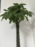 大型植物發(fā)財樹(shù)各種大顆盆栽開(kāi)業(yè)喬遷客廳辦公室內好養大型綠植 辮子發(fā)財樹(shù)1.4-1.5米+黑福盆 曬單實(shí)拍圖