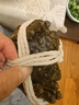 【活蟹】乾澄大閘蟹現(xiàn)貨 全母2.3-2.6兩8只 六月黃鮮活螃蟹去繩足重海鮮禮盒裝源頭直發(fā) 曬單實(shí)拍圖