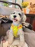 拉夫威爾ruffwear嗨輕狗狗胸背帶狗背帶中小型犬雪納瑞背帶式狗狗牽引繩 苔蘚綠 XS 曬單實拍圖