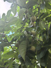 植護(hù)香水洗衣液 月殿山茶 進(jìn)口香氛 長效持久留香深層潔凈 【4斤裝】2KG*1瓶 曬單實(shí)拍圖