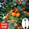 杯苗當年結(jié)果無籽砂糖橘樹苗橘子苗沙糖桔樹苗果樹苗露天陽臺種植 杯苗高50-70cm【砂糖橘苗3顆】 曬單實拍圖