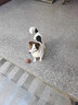 麥富迪 狗糧 藻趣兒通用全價犬糧小中大型犬泰迪柯基金毛拉布拉多 【熱銷】成犬糧40斤裝 曬單實拍圖