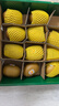 佳沛（zespri）新西蘭 陽光金奇異果12粒禮盒特大果單果約122-146g 獼猴桃 水果 曬單實拍圖