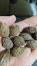 北京同仁堂胖大海特級(jí)中藥材500g清熱去火潤(rùn)肺散裝批發(fā)金銀花羅漢果 潤(rùn)肺-[罐裝]胖大海500g 曬單實(shí)拍圖