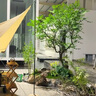 仿真楓葉樹大型綠植室內(nèi)設(shè)計(jì)裝飾假樹櫥窗造景紅楓樹雞爪槭 定制景觀 曬單實(shí)拍圖