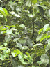 華為（HUAWEI）Pura80 絲絨直屏 紅楓原色影像 全新鴻蒙AI 華為鴻蒙智能手機(jī) 絲絨白 12GB+512GB 曬單實(shí)拍圖
