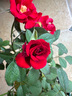 景郁春 JIRYUCUR玫瑰花苗特大花月季花苗綠植陽臺(tái)盆栽薔薇花苗卡羅拉源頭直發(fā) 曬單實(shí)拍圖