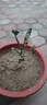 無(wú)花果樹(shù)果苗帶果矮化盆栽特大果波姬紅金傲芬斯特拉無(wú)花果苗樹(shù)苗 斯特拉6年苗當年結果（帶土帶葉發(fā)貨） 81cm(含)-110cm(含) 曬單實(shí)拍圖