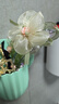 加恩倍氣質(zhì)花朵一字抓夾女2025新款高級(jí)感發(fā)夾后腦勺超仙鴨嘴夾頭飾 米色花朵鴨嘴夾【1個(gè)】 曬單實(shí)拍圖
