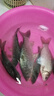 龍王恨魚(yú)餌不正經(jīng)的魚(yú)餌腥香型餌料江河黑坑野釣鯽鯉鳊魚(yú)翹嘴白條餌料 不正經(jīng)的魚(yú)餌(300g/包)*5 曬單實(shí)拍圖