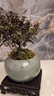 開時果 小葉赤楠盆景擺件 辦公室桌面綠植花卉好養(yǎng)盆栽植物源頭直發(fā)包郵 【熱銷款】哥窯浸墨盆+苔蘚+底座 曬單實拍圖