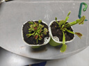 捕蠅草盆栽夏季水培驅(qū)蚊草食蟲草豬籠草食人花室內(nèi)好養(yǎng)花卉綠植物 巨俠1盆+自動吸水盆+種植好發(fā)貨 曬單實拍圖