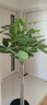 植男植女發(fā)財樹客廳大型盆栽室內(nèi)真綠植好養(yǎng)落地辦公室開業(yè)招財樹源頭直發(fā) 曬單實拍圖