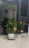 【金錢樹】盆栽客廳室內(nèi)植物錢串子大型發(fā)財綠植喬遷開業(yè)送盆花卉 6-9株 60-70cm+羅馬柱樹脂花盆 送肥料 曬單實拍圖