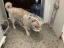 智宙狗狗雨衣泰迪專(zhuān)用中小型犬柴犬雨披防水柯基寵物衣服雨天遛狗下雨 XL背長(zhǎng)36cm（建議15-22斤） 曬單實(shí)拍圖