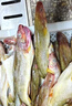 販鮮灣新鮮鱈魚整條無冰衣冷凍鱈魚一整條魚輔食魚肉批發(fā)商用 新鮮整條寬突鱈魚【凈重3斤裝】 曬單實拍圖