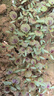 割完又長(zhǎng)紅圓葉莧菜種子大葉四季播大圓葉莧蔬菜籽陽(yáng)臺(tái)盆栽野菜籽 紅圓葉莧菜種子1包約3000粒+肥 曬單實(shí)拍圖
