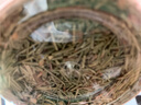 新貨正宗 干松針茶葉罐裝干貨全松茶紅松馬尾松針茶泡水泡茶500g 【1罐】松針（共250g） 曬單實(shí)拍圖