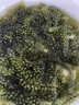 骉祥兒童海葡萄海洋蔬菜綠色魚子醬即食泡發(fā)小孩吃的新鮮鹽漬海葡萄e （精選版）海葡萄100g*3袋 曬單實(shí)拍圖