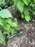 京鍇不銹鋼小鏟子挖土鐵鏟種花趕海神器工具家用園藝鏟子挖沙花鏟種菜 曬單實(shí)拍圖