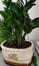 【金錢(qián)樹(shù)】盆栽客廳室內植物錢(qián)串子大型發(fā)財綠植喬遷開(kāi)業(yè)送盆花卉 6-9株 30-40cm招財進(jìn)寶米白陶瓷盆肥料 曬單實(shí)拍圖