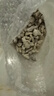 邊勝珊瑚骨濾材優(yōu)質(zhì)珊瑚砂魚缸過濾材料菲律賓珊瑚沙提高PH濾材海水 珊瑚骨5斤+網(wǎng)袋 曬單實(shí)拍圖