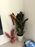 臨雅金錢樹盆栽客廳大花盆辦公室內(nèi)大型好養(yǎng)綠植喬遷搖錢串子真樹擺件 金錢樹65-70cm+白色螺紋盆 曬單實(shí)拍圖