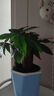 ?【包活】發(fā)財(cái)樹盆栽鮮花綠植物辦公室內(nèi)吸甲醛綠蘿文竹水培易養(yǎng) 【粗2-3cm】單桿發(fā)財(cái)樹【原盆】 曬單實(shí)拍圖