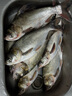 川澤新關(guān)東鰱鳙棉花彈簧子線雙鉤釣組魚鉤綁好成品有刺4#線號(hào)3.0號(hào) 曬單實(shí)拍圖