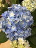 繡球花盆栽巨型無盡夏苗室內(nèi)外四季開花易活陽臺(tái)庭院耐寒花卉綠植 藍(lán)色60-80cm原土膠盆 曬單實(shí)拍圖