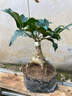 桂花四季桂日香桂盆景熟樁綠植懶人花卉盆栽好養(yǎng)喬遷客廳的風水樹 紅日香桂花四季開花 曬單實拍圖