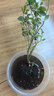 藍(lán)莓樹苗盆栽帶果當(dāng)年結(jié)果南北方種植兔眼特大陽臺果樹苗當(dāng)年結(jié)果 3年苗原盆土3-5分支約30cm高 曬單實(shí)拍圖