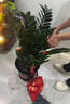 愛優(yōu)尚金錢樹盆栽客廳室內(nèi)大型綠植辦公室盆景搖錢串子喬遷開業(yè)源頭直發(fā) 曬單實(shí)拍圖