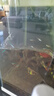 【巴西進(jìn)口寶蓮燈魚(yú)】燈科活魚(yú)紅綠燈魚(yú)觀賞魚(yú)苗淡水魚(yú)種魚(yú)熱帶魚(yú) 1.5-2cm巴西寶蓮燈20條 曬單實(shí)拍圖