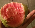【吃出好氣色】冰淇淋奶油紅心芭樂(lè )果低糖應季孕婦水果廣東番石榴 【試吃裝】1斤｜當天摘發(fā)順豐 曬單實(shí)拍圖
