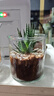 多肉植物仙人掌盆栽室內(nèi)肉肉仙人球小盆栽開(kāi)花可愛(ài)桌面綠植 十二卷+玻璃盆+黃金砂+營(yíng)養(yǎng)土 含盆 曬單實(shí)拍圖