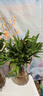 花行榜竹柏盆栽水培新寵植物室內(nèi)綠植盆栽花卉10棵+透明鉆石瓶源頭直發(fā) 曬單實拍圖