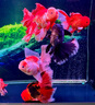 仟湖OF金魚(yú)飼料蘭壽獅子頭魚(yú)糧起頭成長(zhǎng)魚(yú)食小顆粒增色增艷凸頭不渾水 250g（通用顆粒大小） 曬單實(shí)拍圖