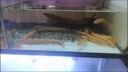 黃金泥鰍冷水觀賞魚招財(cái)金龍鰍小金魚苗觀賞魚批發(fā)魚缸清潔工具魚好養(yǎng)耐活魚 黃金泥鰍11-14厘米10條送2條防損 曬單實(shí)拍圖