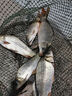 simago喜曼多釣魚(yú)竿手竿超硬輕量全碳素魚(yú)竿鰱鳙竿鯽魚(yú)竿臺(tái)釣竿漁具2.7m 曬單實(shí)拍圖