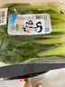 小湯山 北京 油菜 250g 基地直供新鮮蔬菜 曬單實拍圖