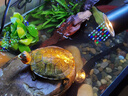 西游水族烏龜缸超白玻璃生態(tài)造景龜魚(yú)缸一體混養(yǎng)生態(tài)缸客廳專用家用飼養(yǎng)缸 50原生溪流豪華全套【缸+DIY造景+設(shè)備】 曬單實(shí)拍圖