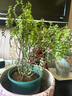 驅蚊蟲清香木盆栽正宗胡椒木花卉綠植四季好養(yǎng)凈化空氣吸甲醛植物 6年大苗1盆【螺紋盆】+肥料 曬單實拍圖