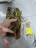 重瓣混色太陽花苗帶根盆栽苗四季開花陽臺大花植物帶花苞室內庭院 混色重瓣帶根：【16顆】可開6-15色+花肥 曬單實拍圖