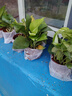 綠蘿盆栽室內(nèi)植物花卉凈化空氣綠植水培垂吊大葉綠蘿新房客廳家用 【整高20cm盆口11】加侖吸水10盆送肥料 曬單實(shí)拍圖